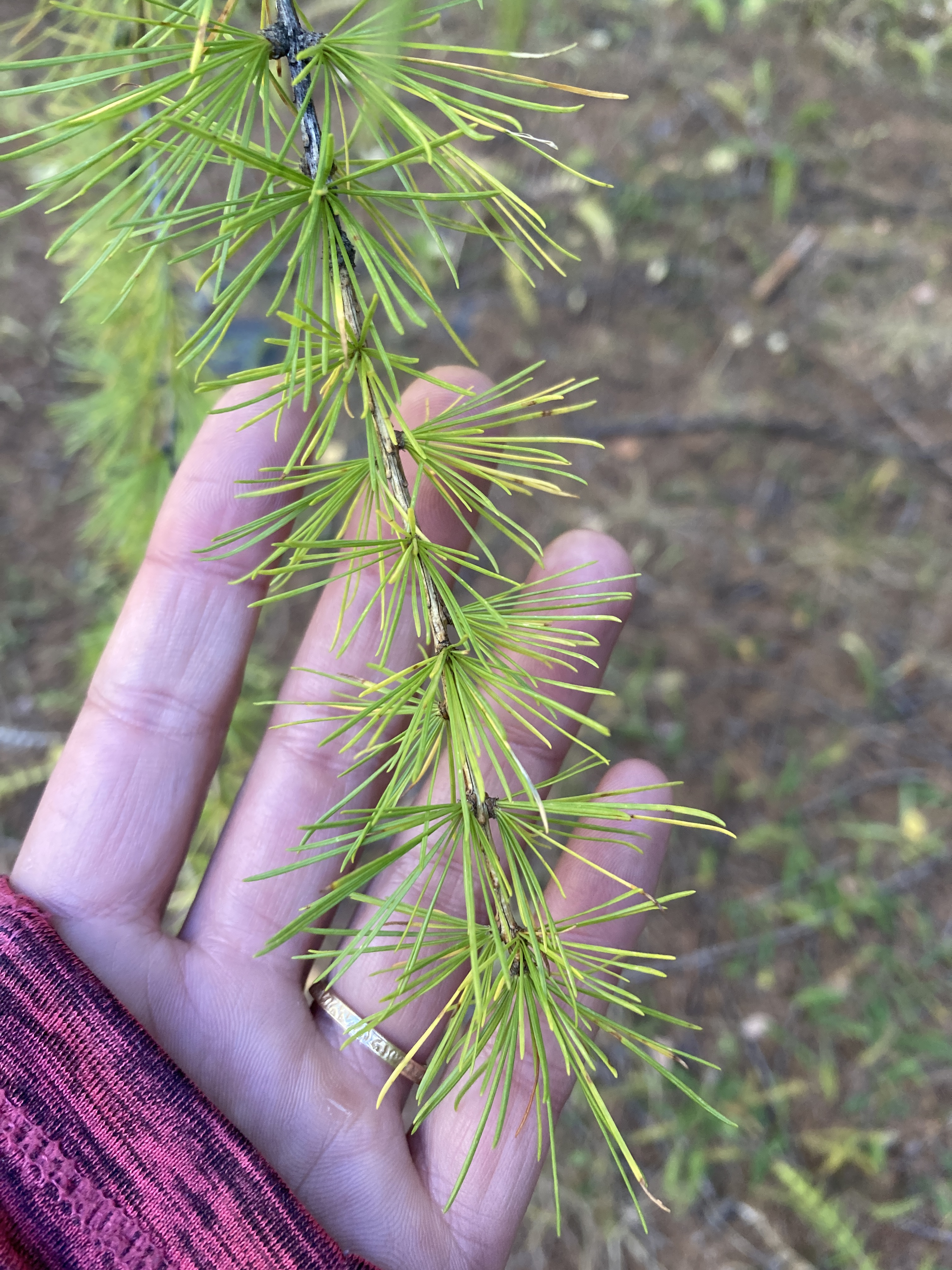 Hand holding a branch of an evergreen larch tree.